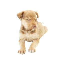 nice puppy sleeping on white background