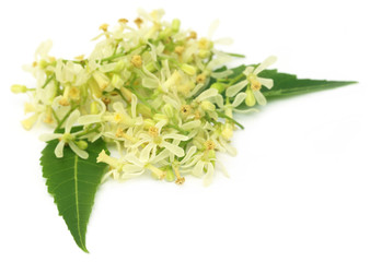 Medicinal neem flower and leaves