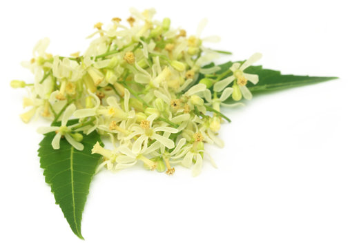 Medicinal Neem Flower And Leaves