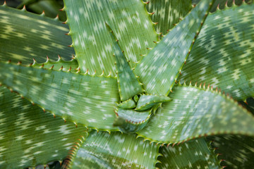 aloe vera