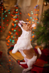 Dog Jack Russell Terrier. Puppy. Christmas, holiday, christmas