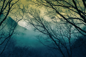 Fototapeta premium Morning fog in a mountain valley