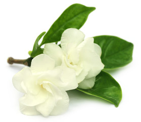 Fototapeta na wymiar Crape Jasmine or Tagar Flower of Indian subcontinent
