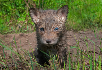 Red Fox Kit (Vulpes vulpes) Looks Out
