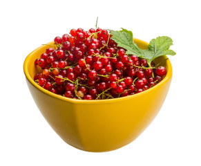 Red currant