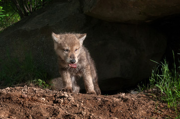 Naklejka premium Grey Wolf Pup (Canis lupus) Climbs out of Den with Piece of Meat
