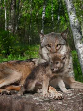 Mother Grey Wolf And Pup (Canis Lupus)