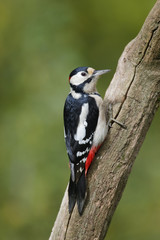 Great-spotted woodpecker, Dendrocopos major