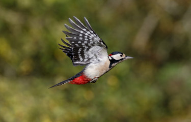 Great-spotted woodpecker, Dendrocopos major