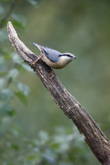Nuthatch, Sitta europaea