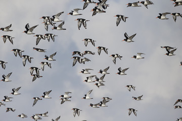 Oystercatcher, Haematopus ostralegus