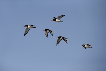 Oystercatcher, Haematopus ostralegus