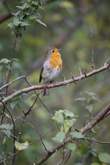 Fototapeta premium Robin, Erithacus rubecula