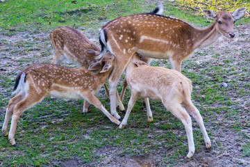 Fallow deer