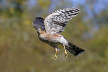 Sparrowhawk, Accipiter nisus