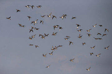 Wigeon, Anas penelope