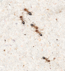 ants on the wall. close-up