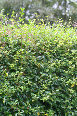 Obraz premium siepe di bosso_ giardino