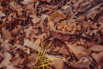 Yellow, orange and red autumn leaves in beautiful fall park.