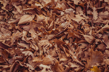 Yellow, orange and red autumn leaves in beautiful fall park.