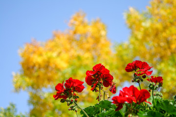 Obraz premium Red flowers with yellow bokeh tree