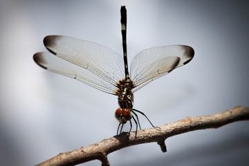Dragon Fly standing on tree branch