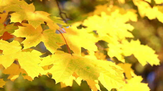 Autumn leaves  from maple branches