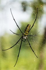 Nephila pilipes
