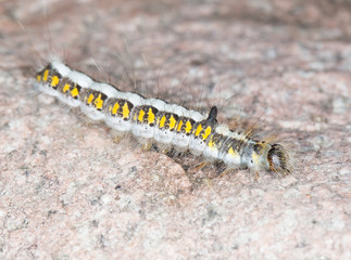 caterpillar in nature. close-up