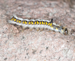 caterpillar in nature. close-up