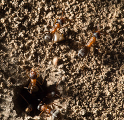 ant in nature. macro