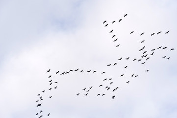 Kranichflug &uuml;ber dem Darss