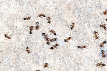 ants on the wall. close-up