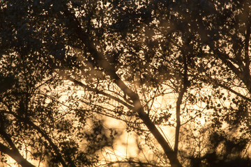 a beautiful sunset on a background of trees