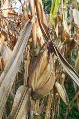 Feed Corn drying in the field