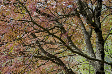 Autumn