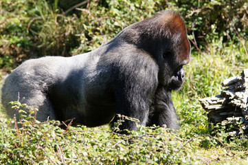 Gorille des plaines mâle adulte ou dos argenté marchant