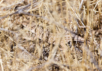 lizard in the nature