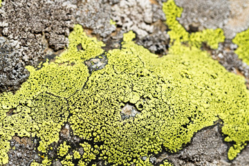 Colorful moss on stone