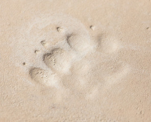 footprint of an animal in clay
