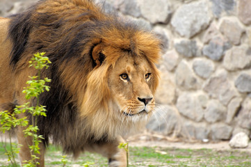 Lion.