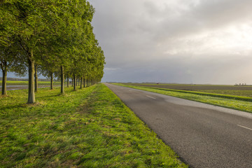 Trees along a road through the countryside