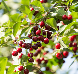 ripe cherries on the tree