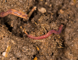 red worm manure
