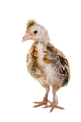 little chick