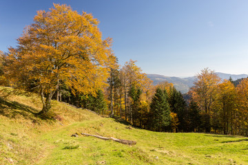 Forêt en automne