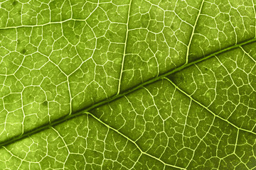 leaf texture