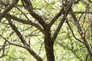 tree trunk in the forest