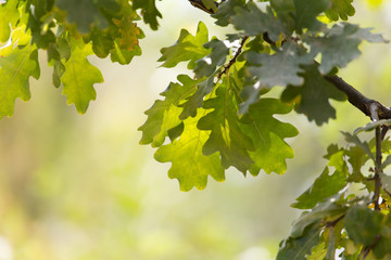 oak leaves in nature
