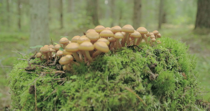 Small tiny honey fungus growing on the trunk